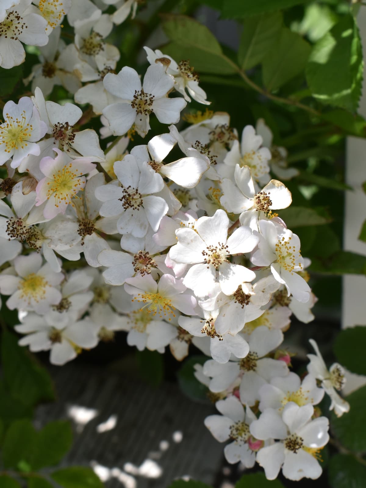 野薔薇の花房20220504-1