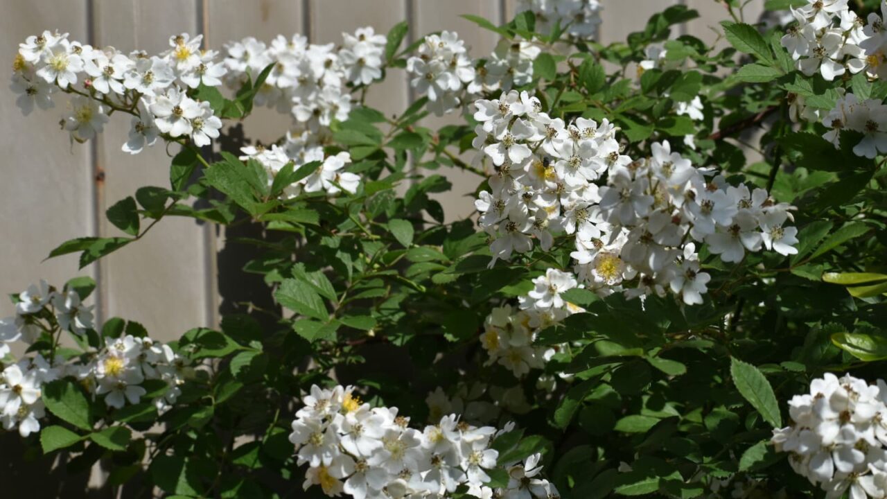 野薔薇の花房20220504