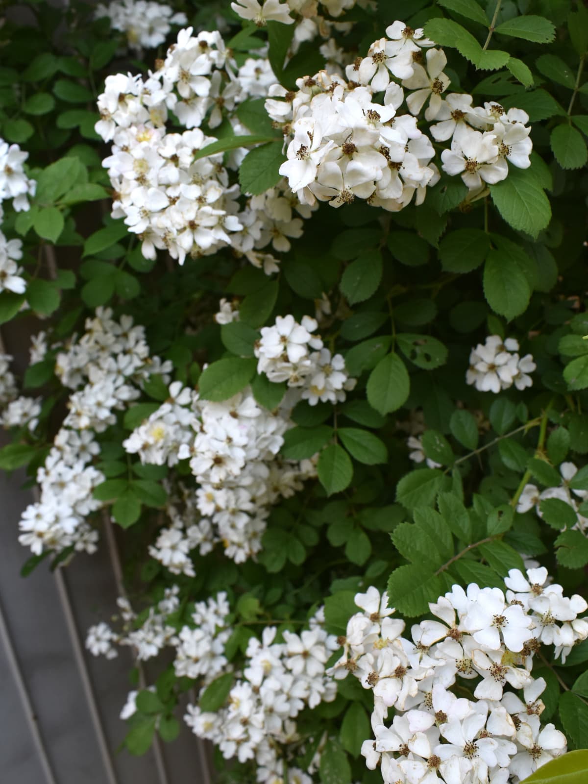 野薔薇満開20220504-2