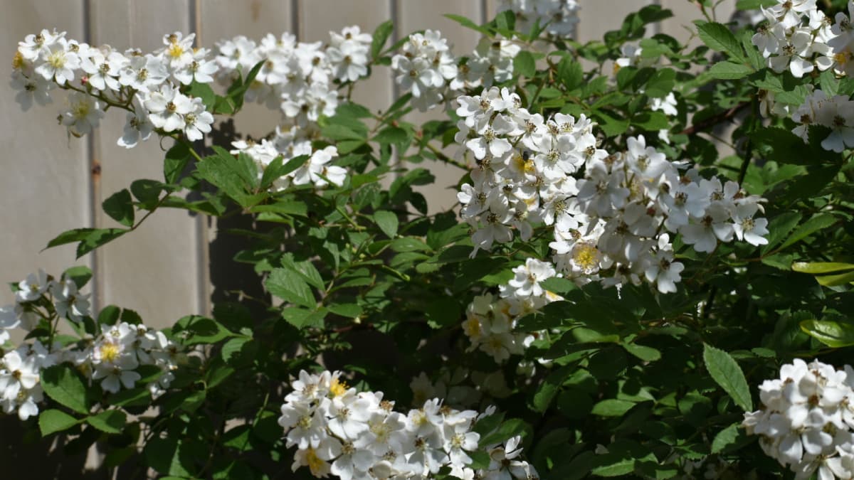 野薔薇の花房20220504（キャッチ画像）