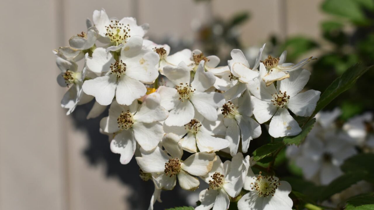 野薔薇の花房20220505