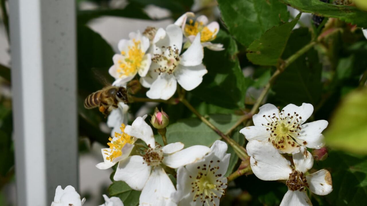 野薔薇に蜜蜂202205