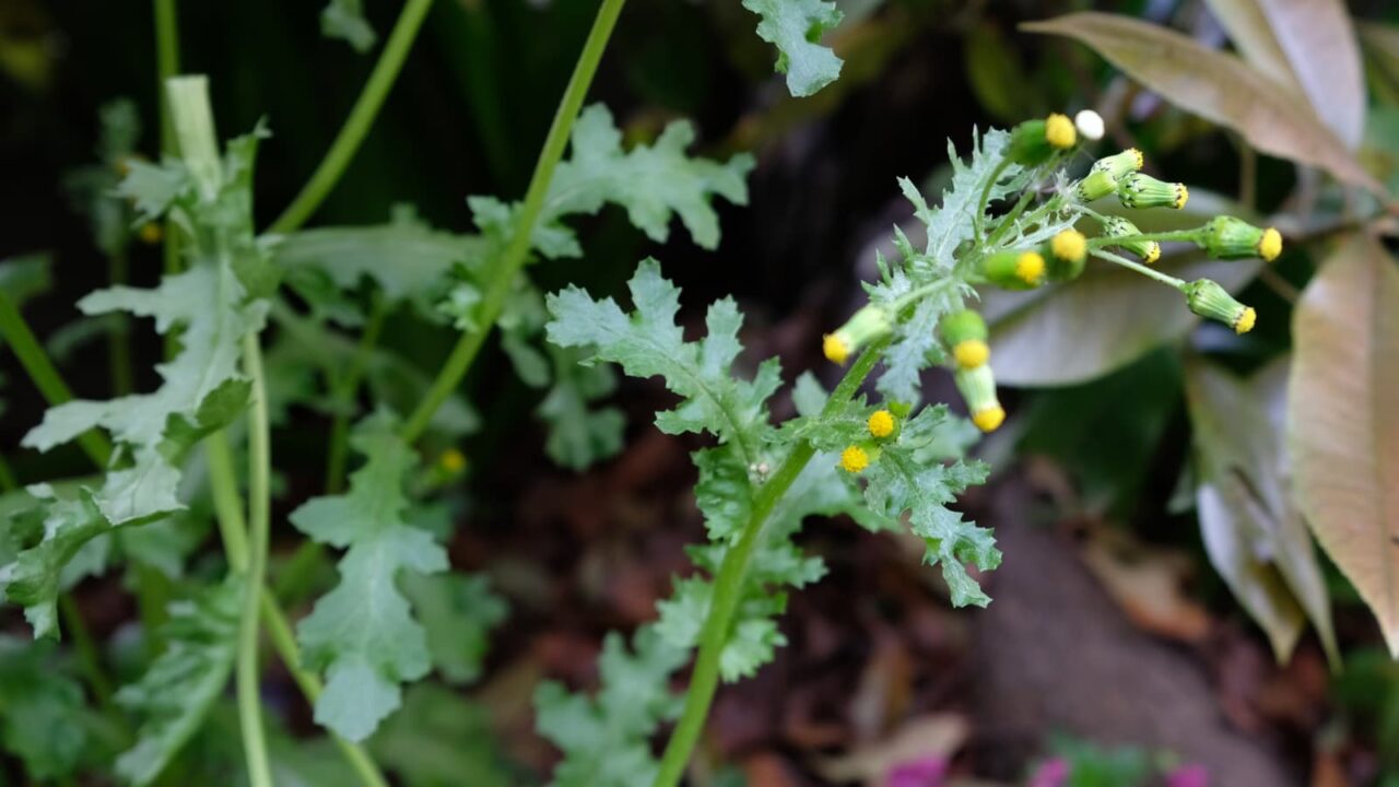 ノボロギクの頭状花20190423