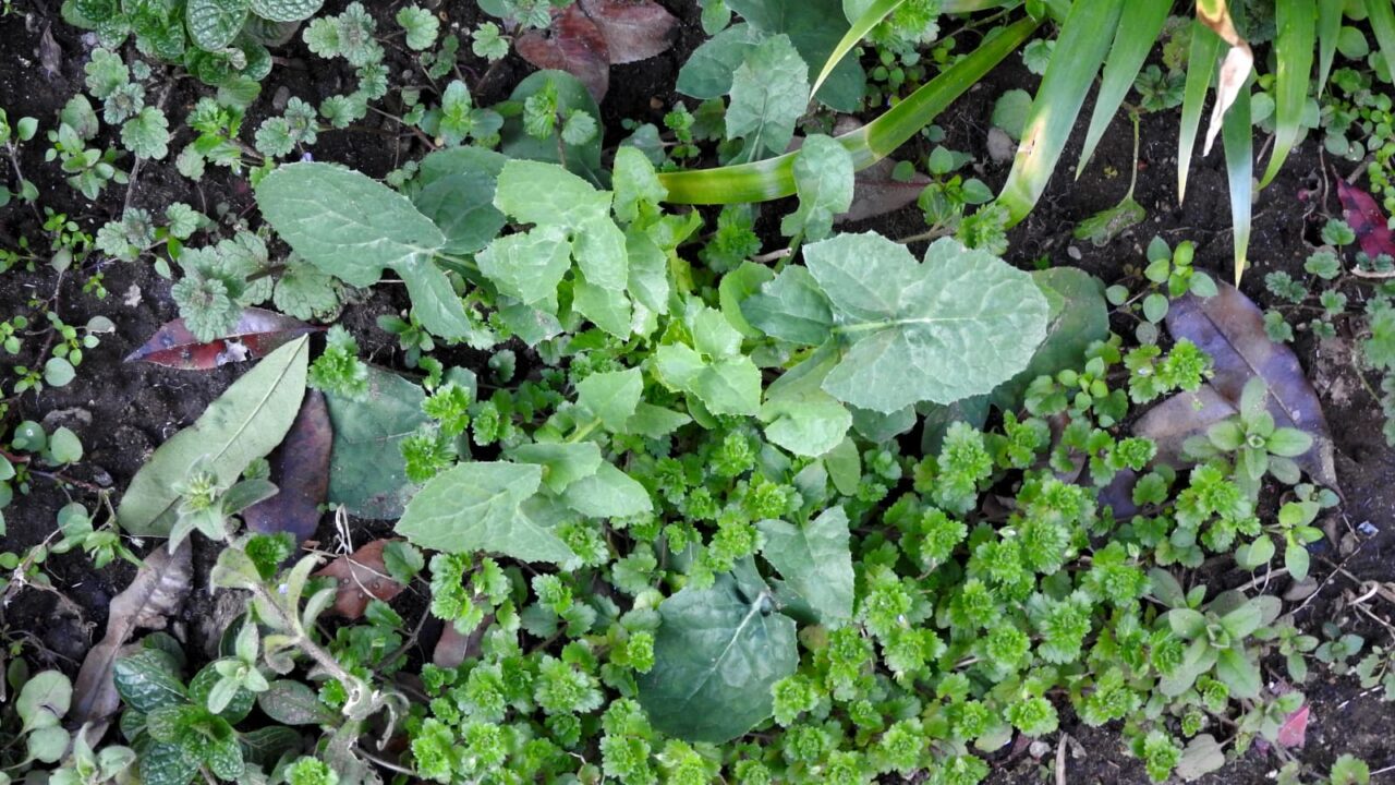 ノゲシ伸び始め20180302