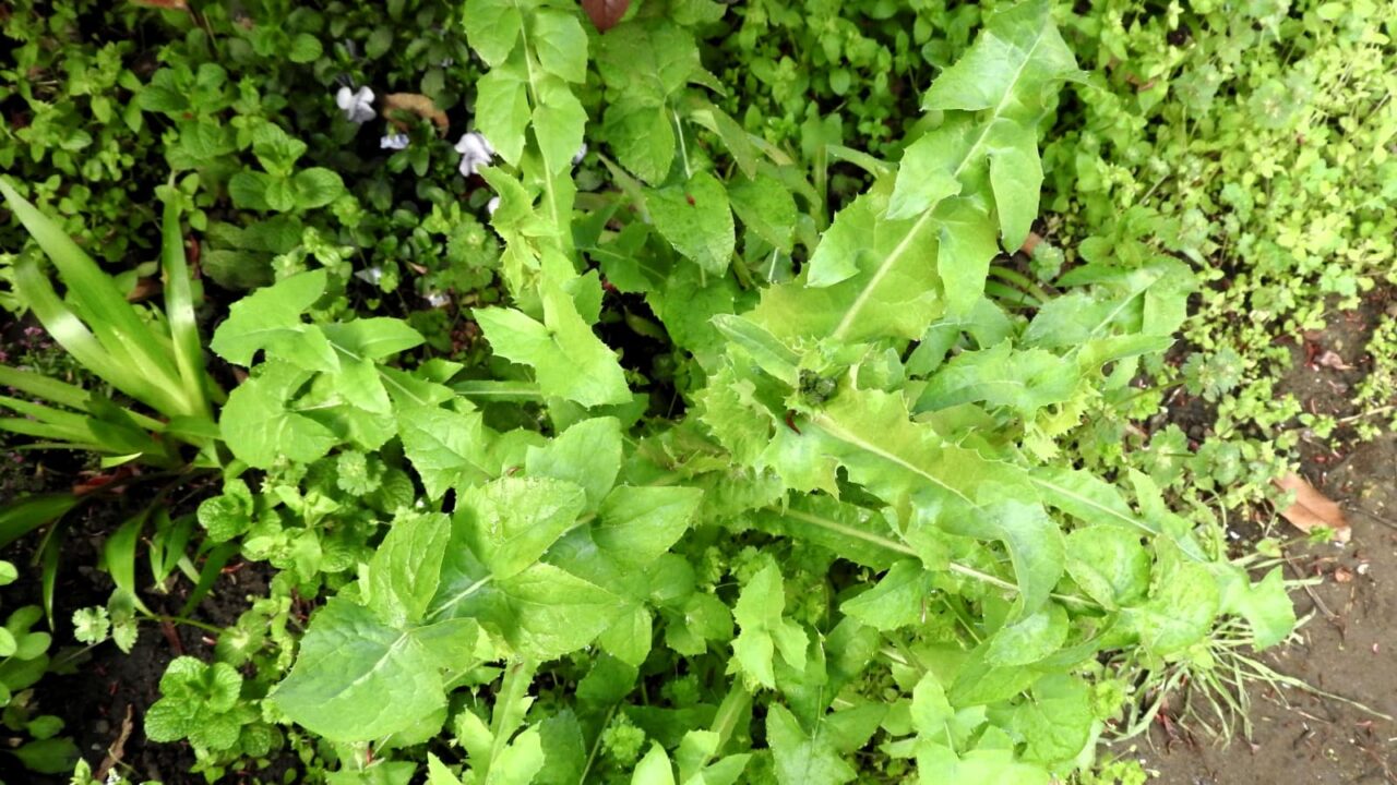 ノゲシ成長20180329-1