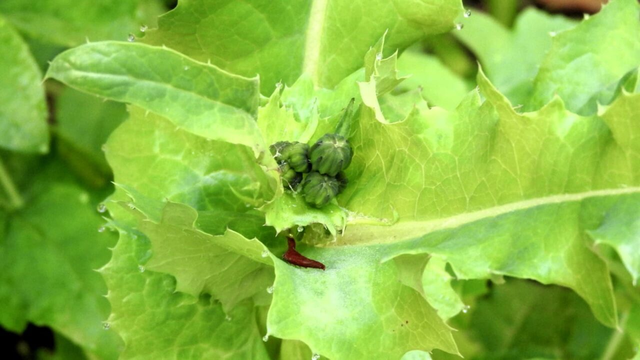 ノゲシの蕾20180329-2