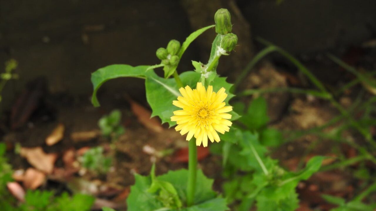 ノゲシの花20180413￥1-1