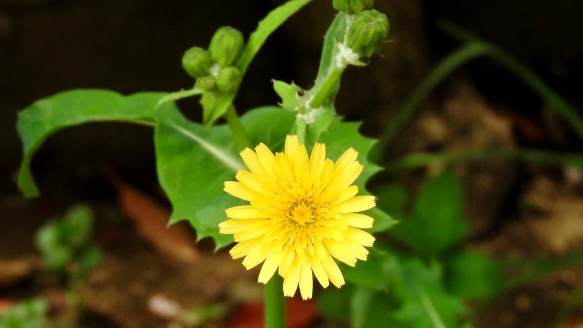 ノゲシ20180411（キャッチ画像）