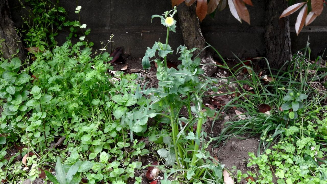 ノゲシ全容20180411-2