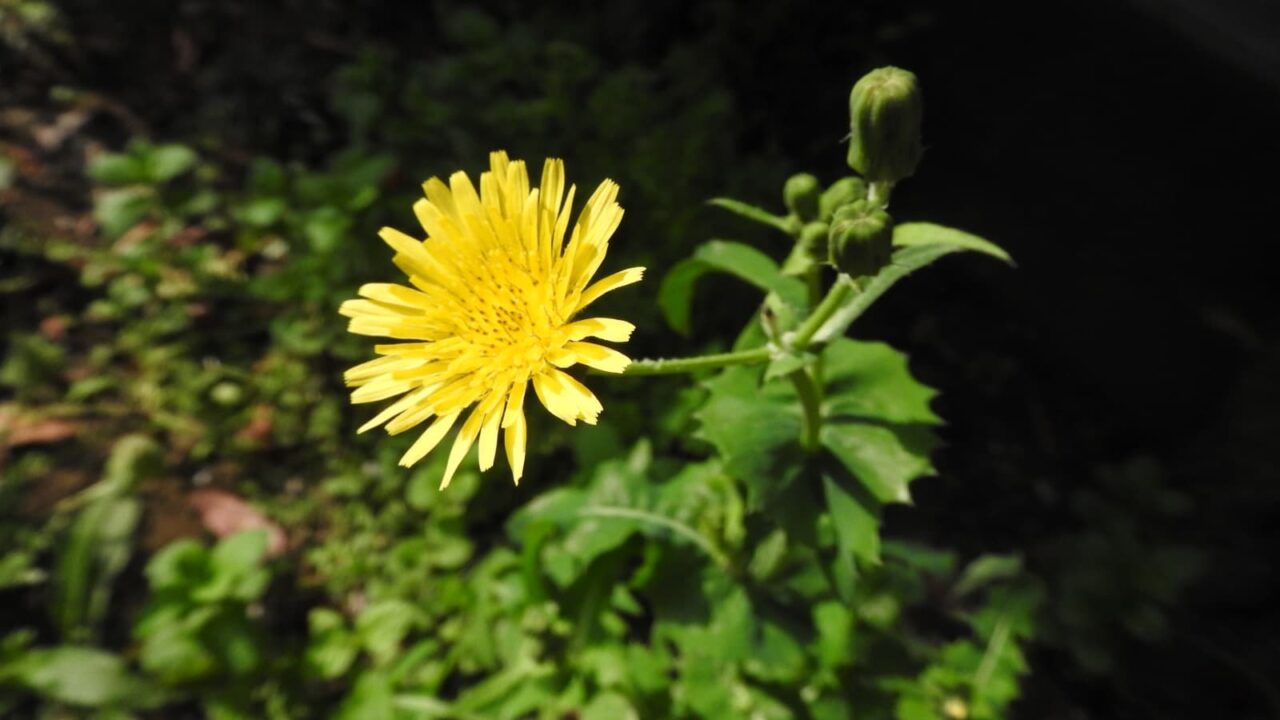 ノゲシの花近接撮影20180412