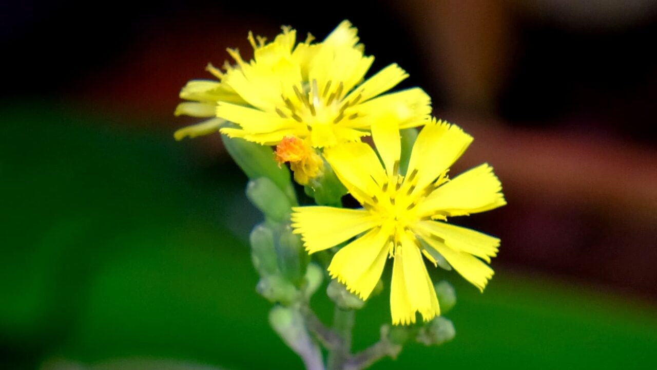 オニタビラコの花拡大20190428