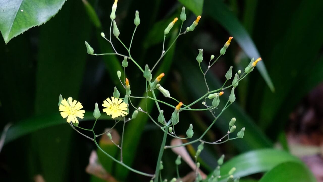 オニタビラコ20190428-2