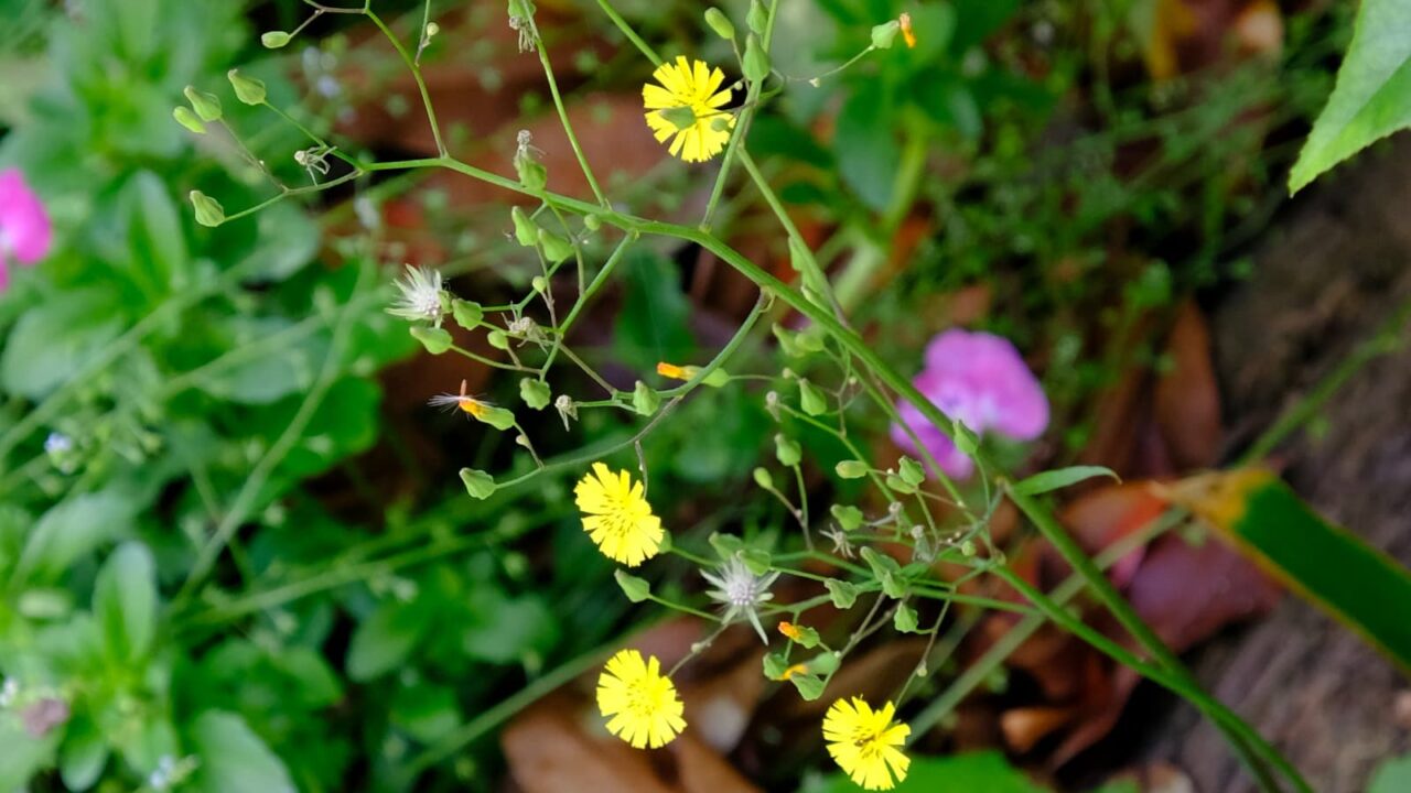 オニタビラコの花20190516-4