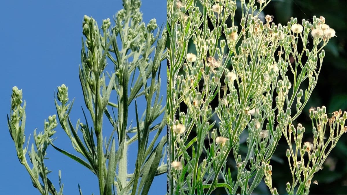 オオアレチノギクの花の変化201908（キャッチ画像）