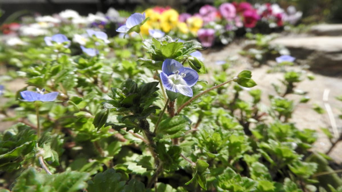 春を広げるオオイヌノフグリ2018