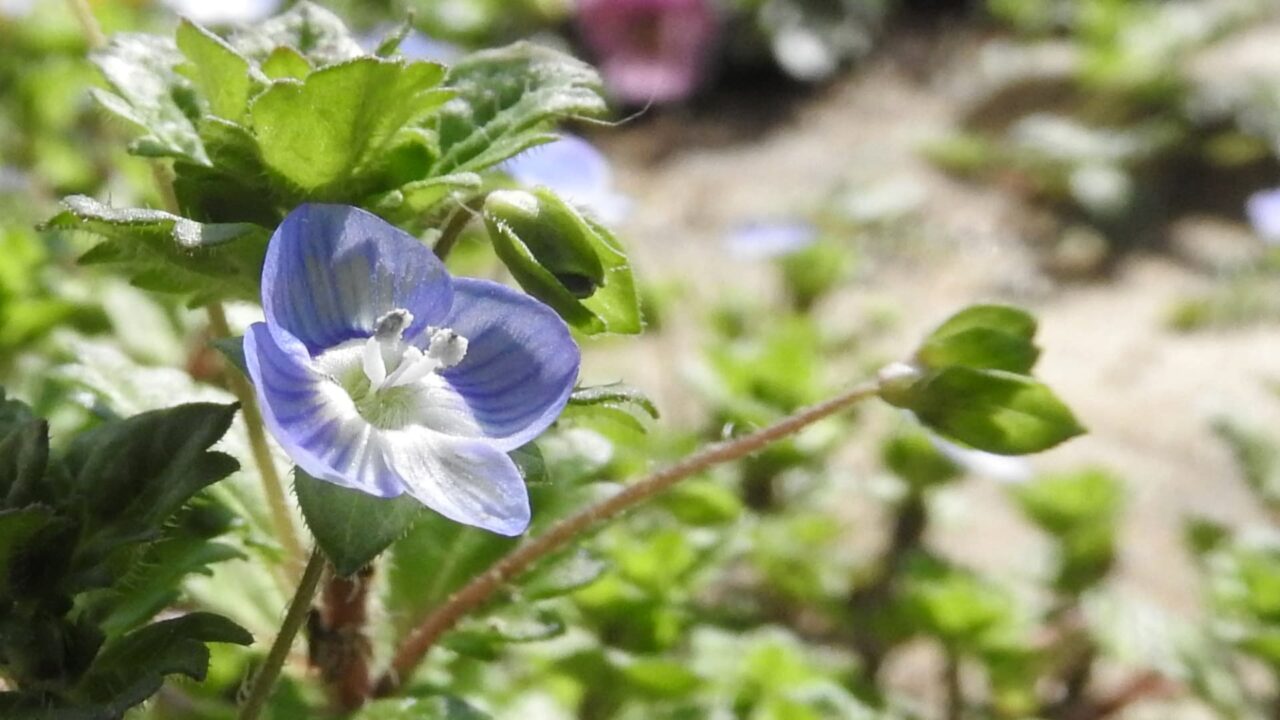 オオイヌノフグリ2018-2一輪拡大