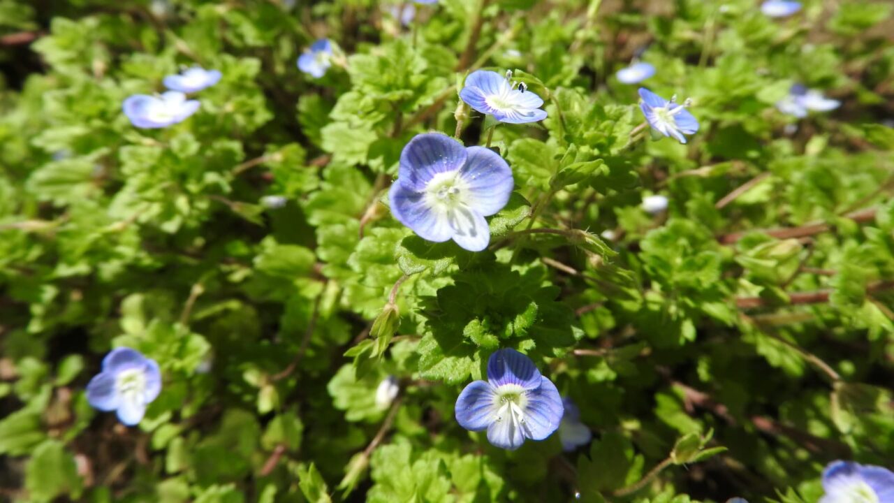 オオイヌノフグリ201803-1