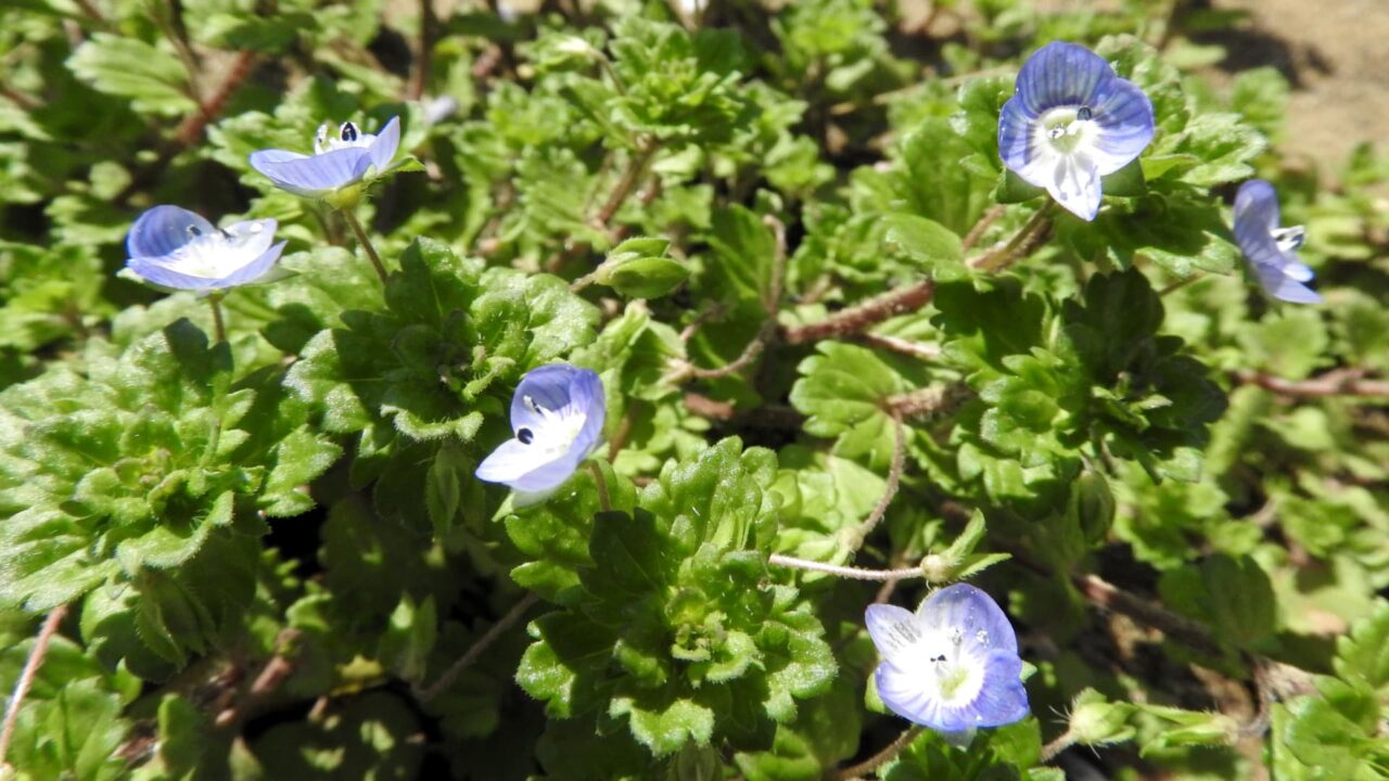 オオイヌノフグリ201803-2