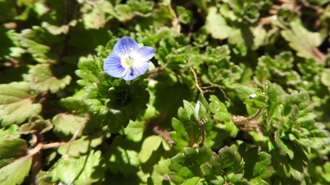 オオイヌノフグリ20180302-1