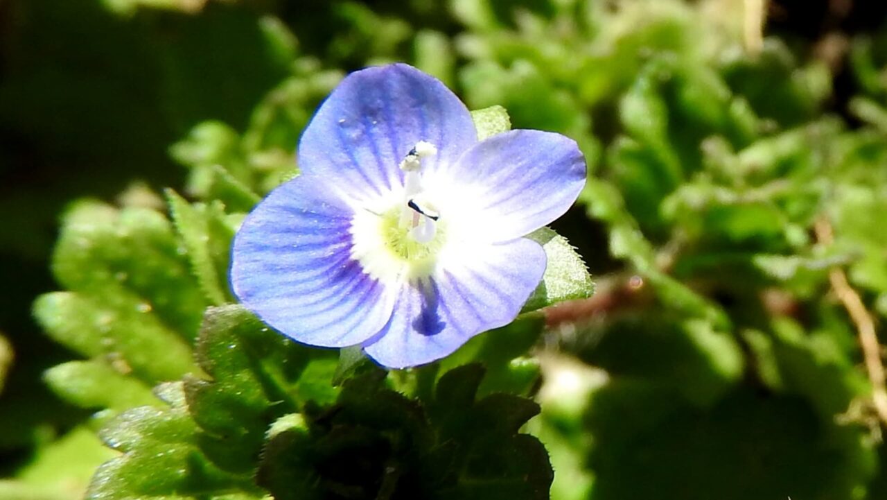 オオイヌノフグリ20180302-2一輪拡大