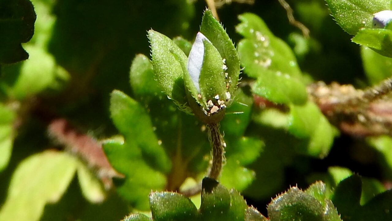 オオイヌノフグリ20180302-3蕾