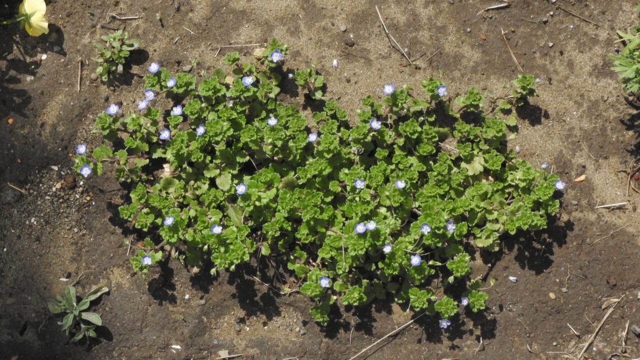 オオイヌノフグリ20180311花咲き始め