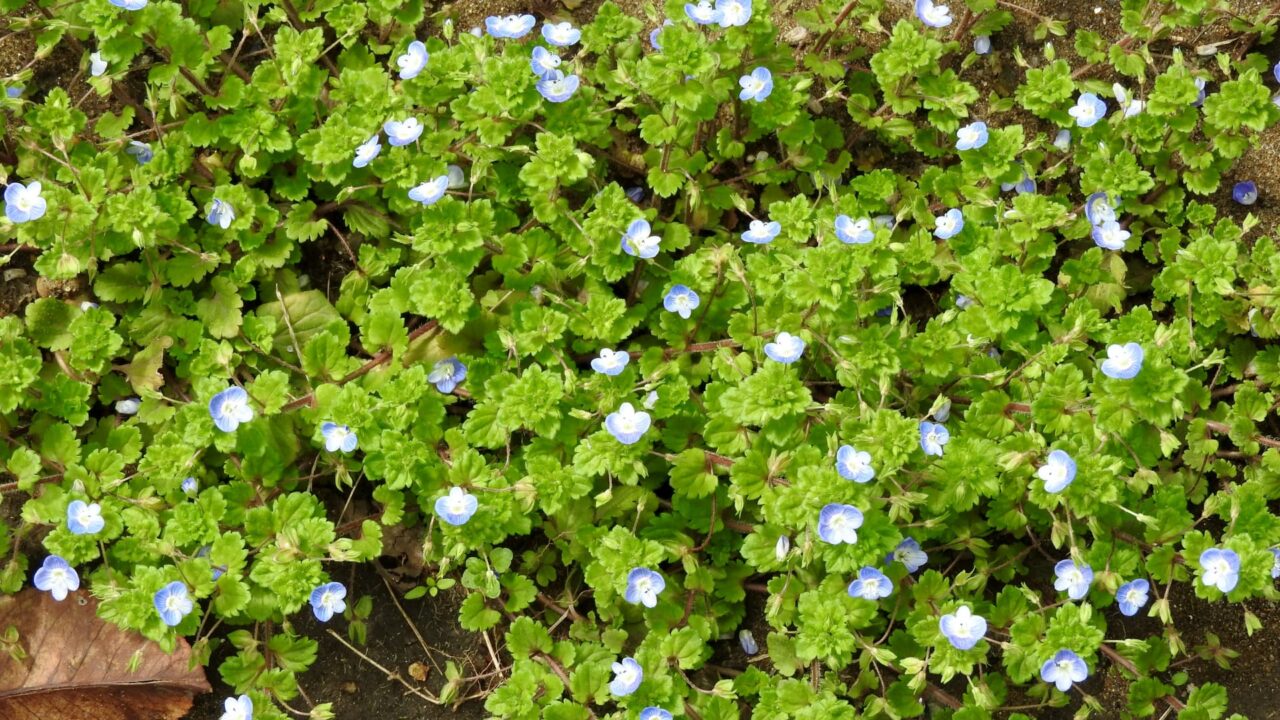 オオイヌノフグリ20180324緑の中で瞬く星