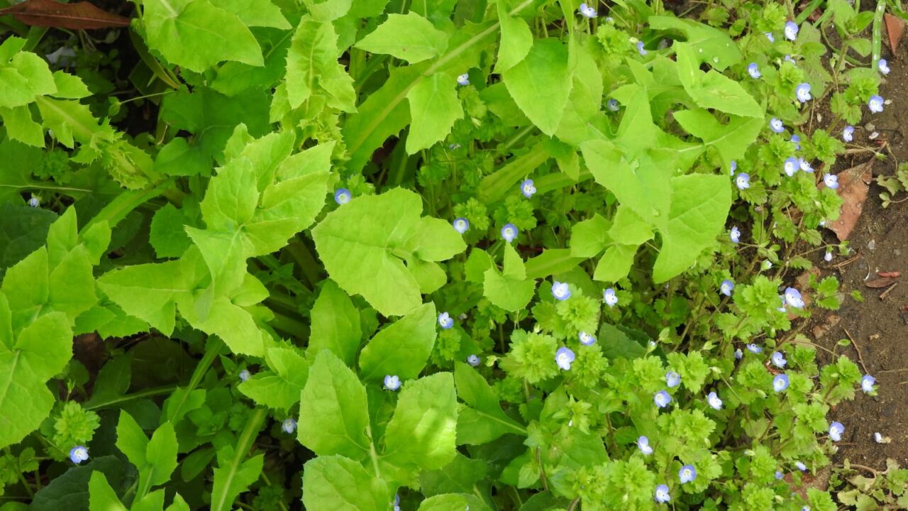 オオイヌノフグリ20180324-2