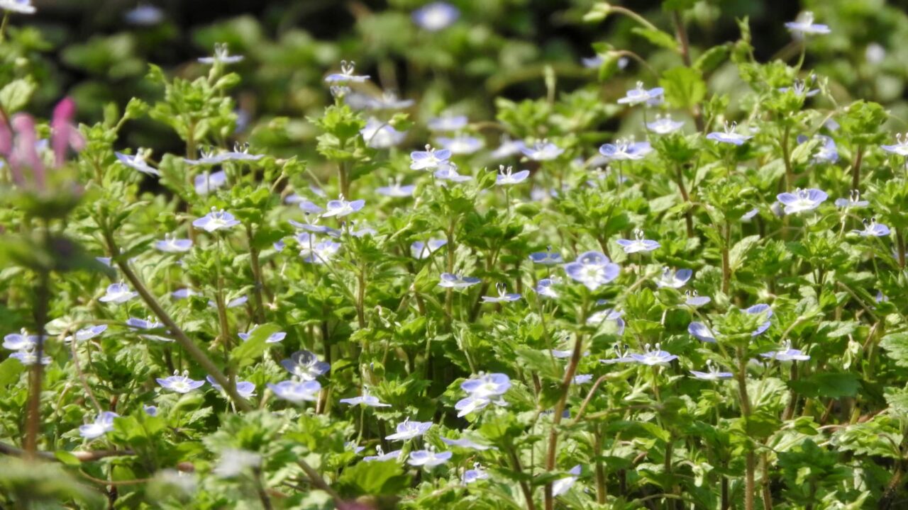 オオイヌノフグリ20180328-1横から立ち姿