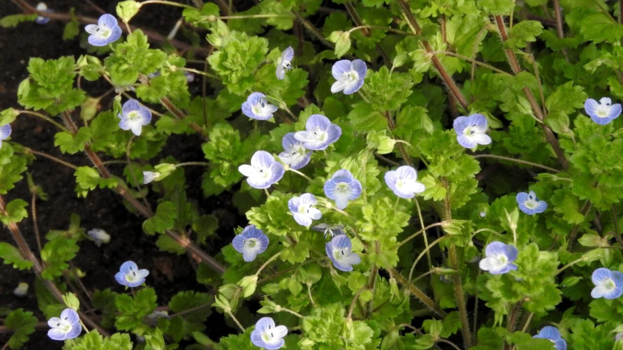 オオイヌノフグリ20180328-2