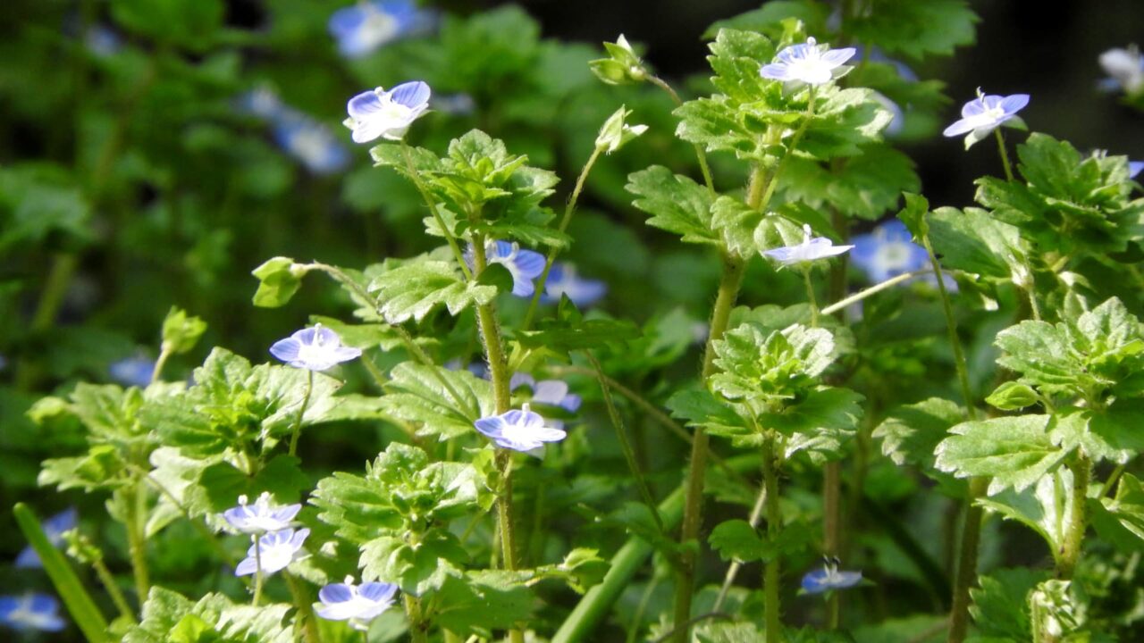 オオイヌノフグリ20180328-3