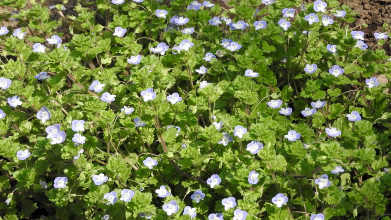 オオイヌノフグリ20180328-4