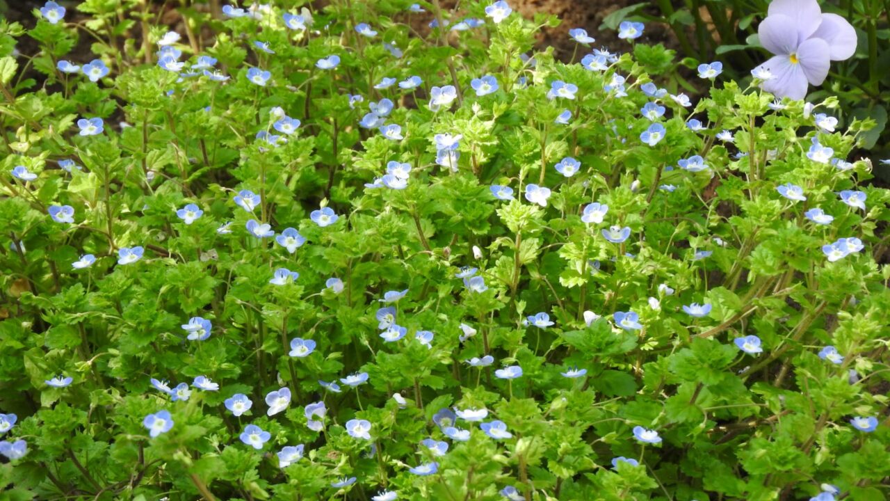 オオイヌノフグリ20180329