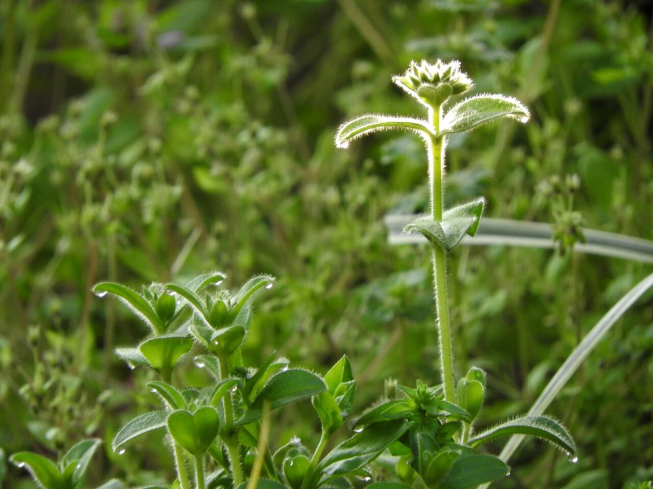 オランダミミナグサの花201803-1