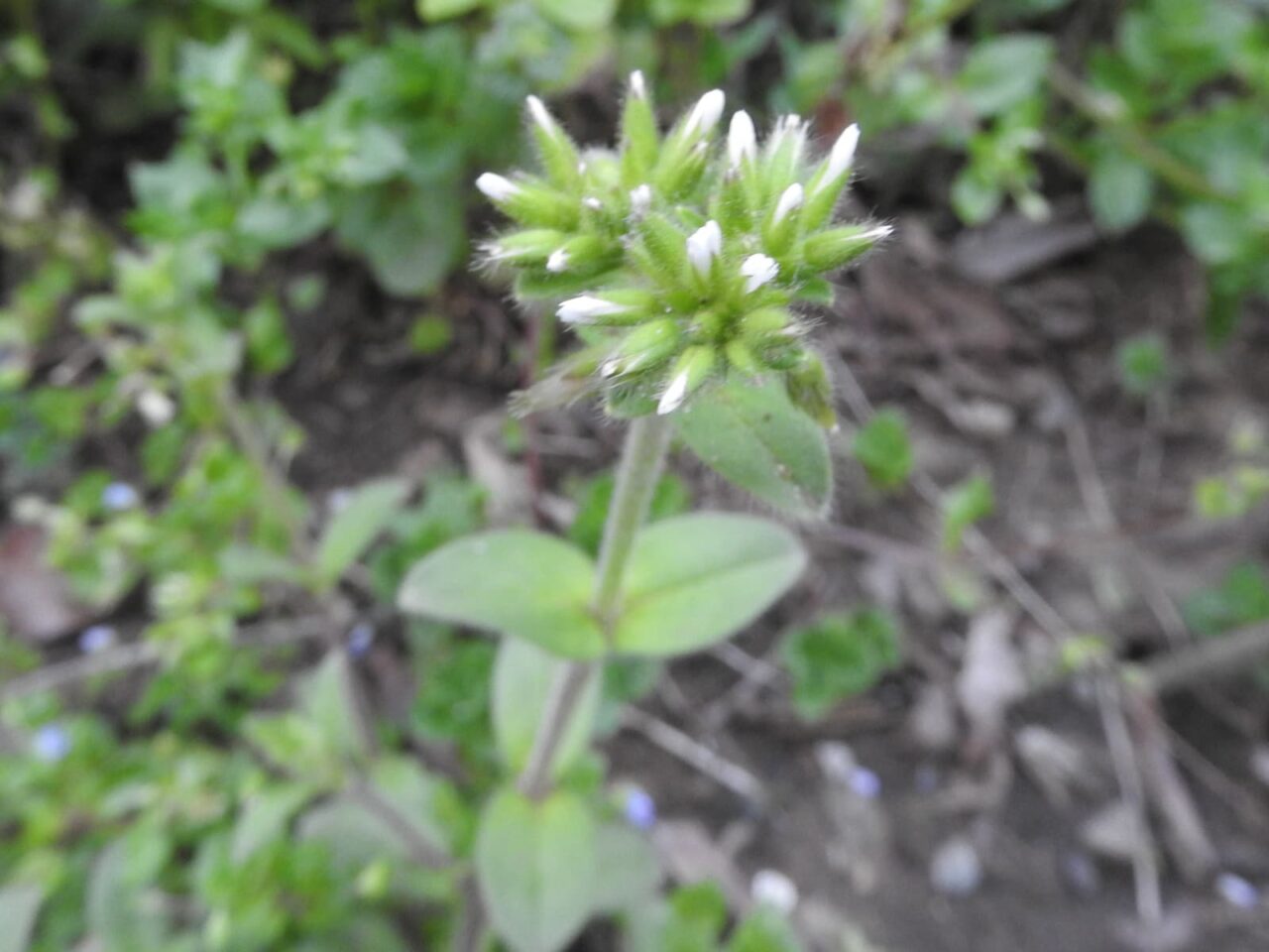 オランダミミナグサの花201803-2