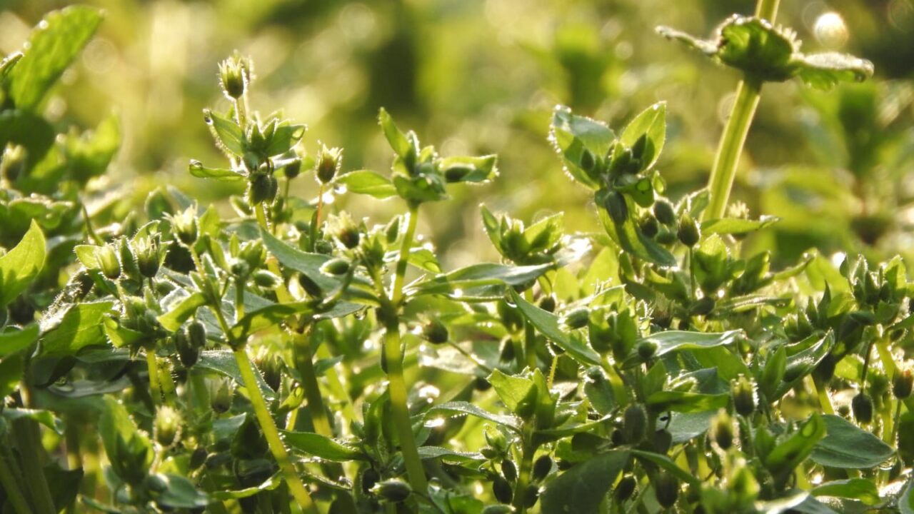 オランダミミナグサの花後201803