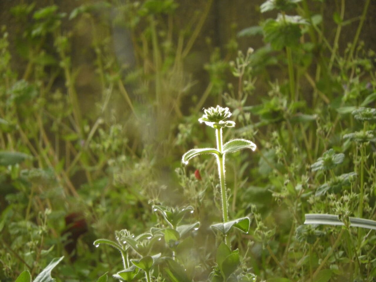 草原に佇むオランダミミナグサ201803