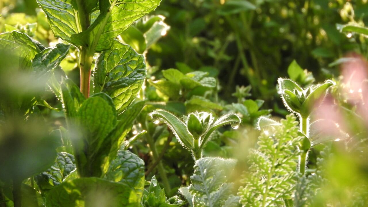 オランダミミナグサの蕾201803-1