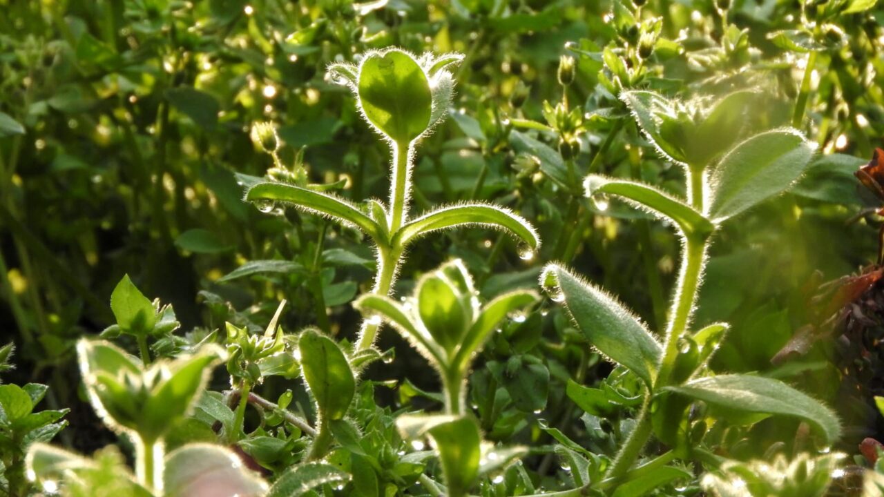 オランダミミナグサの蕾201803-2