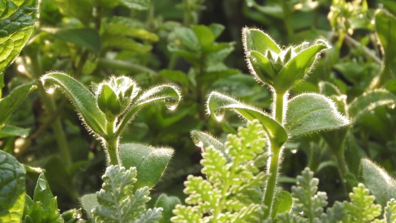 オランダミミナグサの蕾201803-3