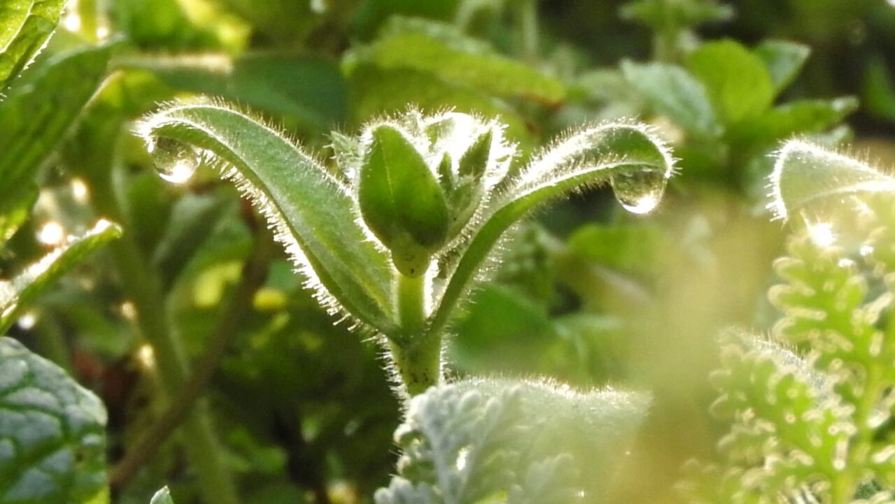 チャッピーなオランダミミナグサ201803