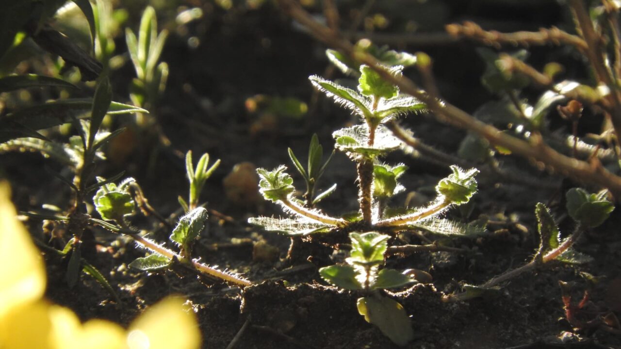 朝日に輝くオランダミミナグサの若葉201803-1