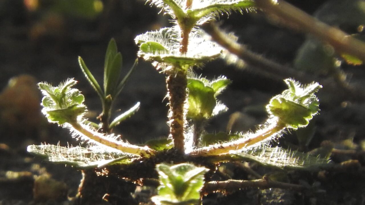 朝日に輝くオランダミミナグサの若葉201803-2
