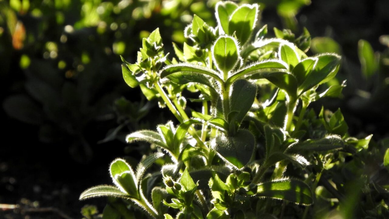 朝日に輝くオランダミミナグサの若葉201803-3