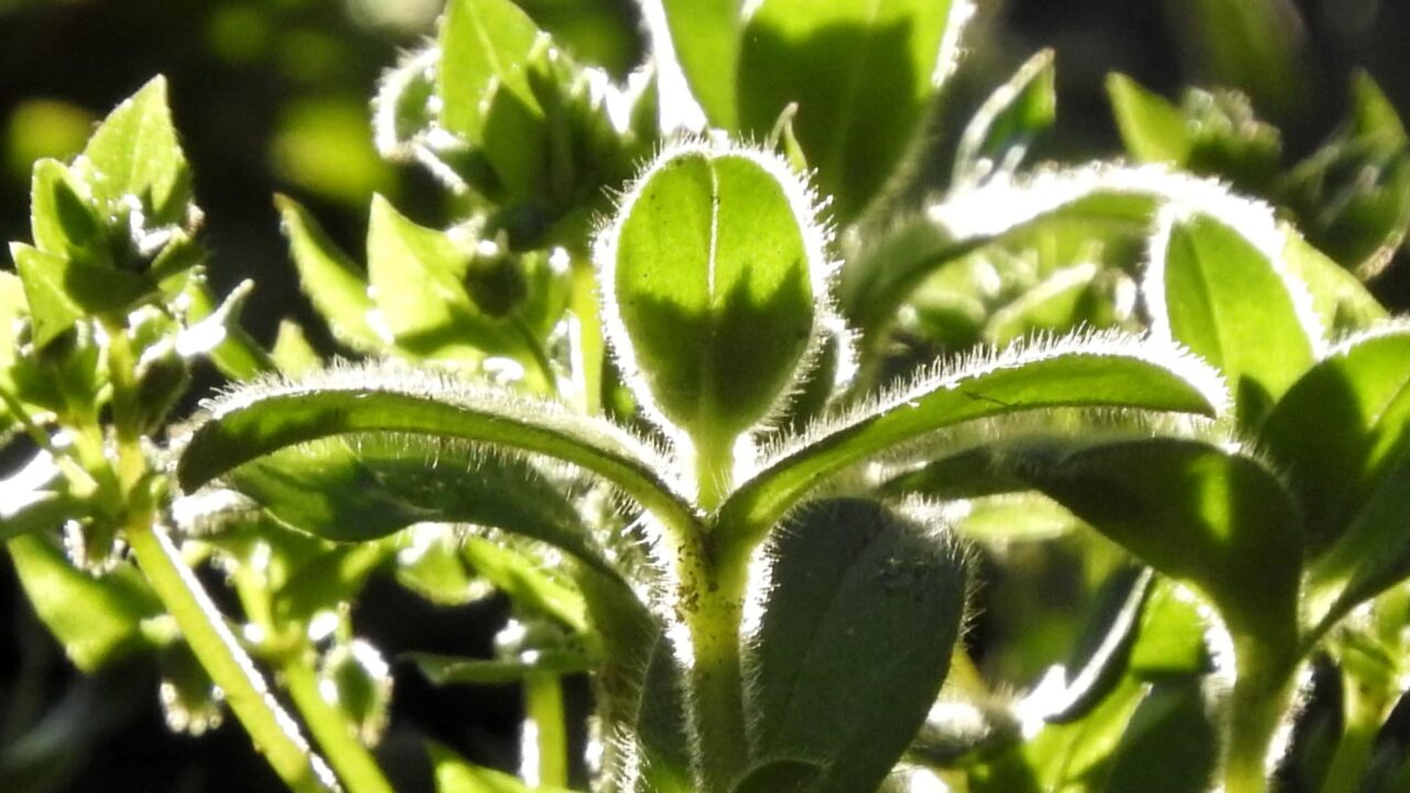 朝日に輝くオランダミミナグサの若葉201803-4