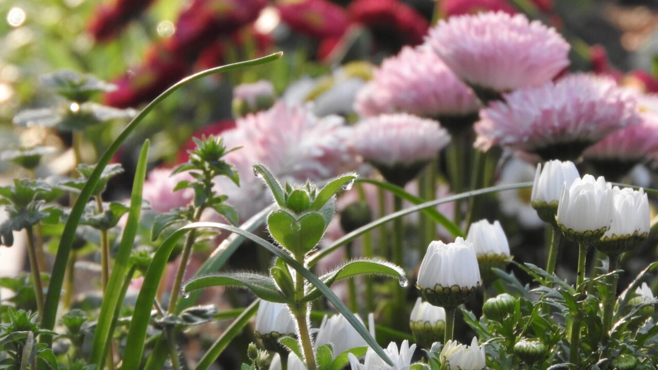 花々に囲まれるオランダミミナグサ201803