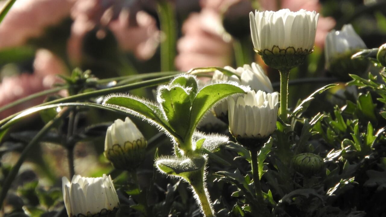 朝日に輝くオランダミミナグサ201803-2
