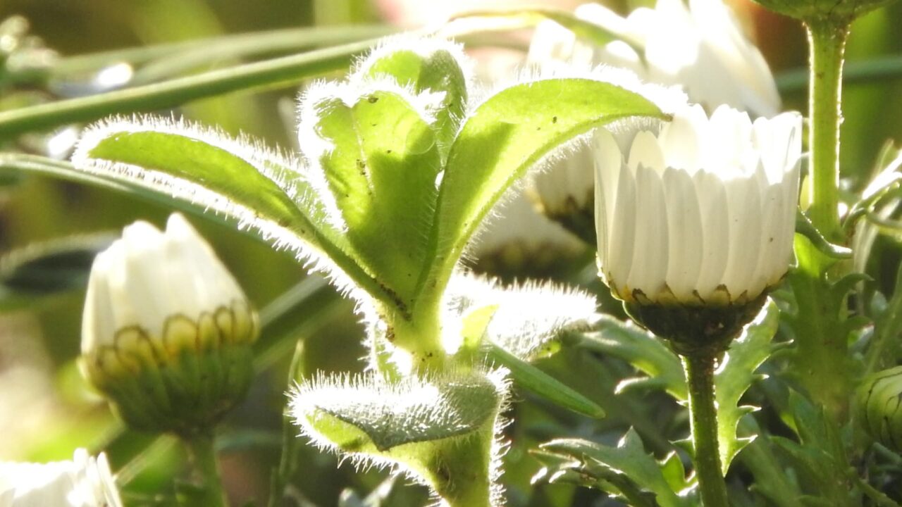 朝日に輝くオランダミミナグサ201803-3