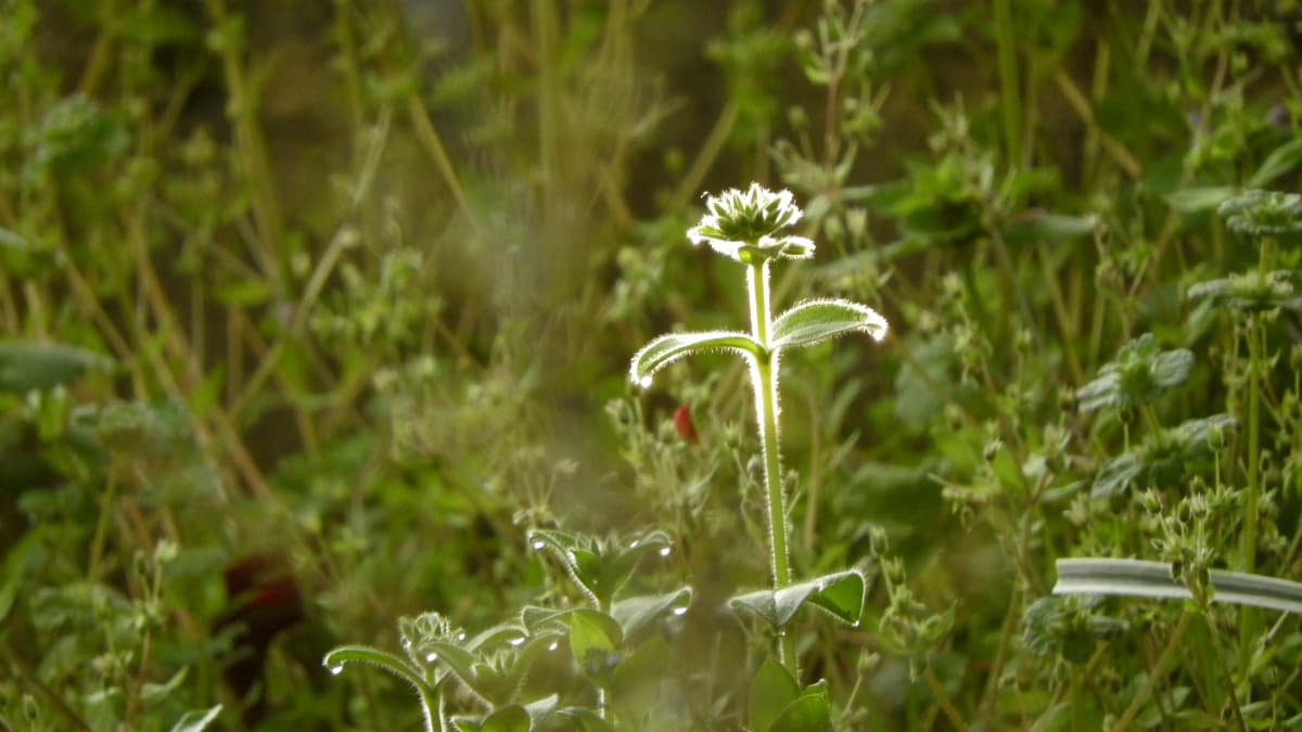 草原に佇むオランダミミナグサ201803（キャッチ画像）