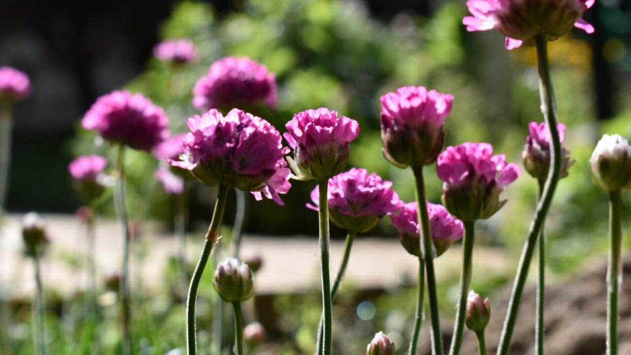 アルメリアの群花20200406-1